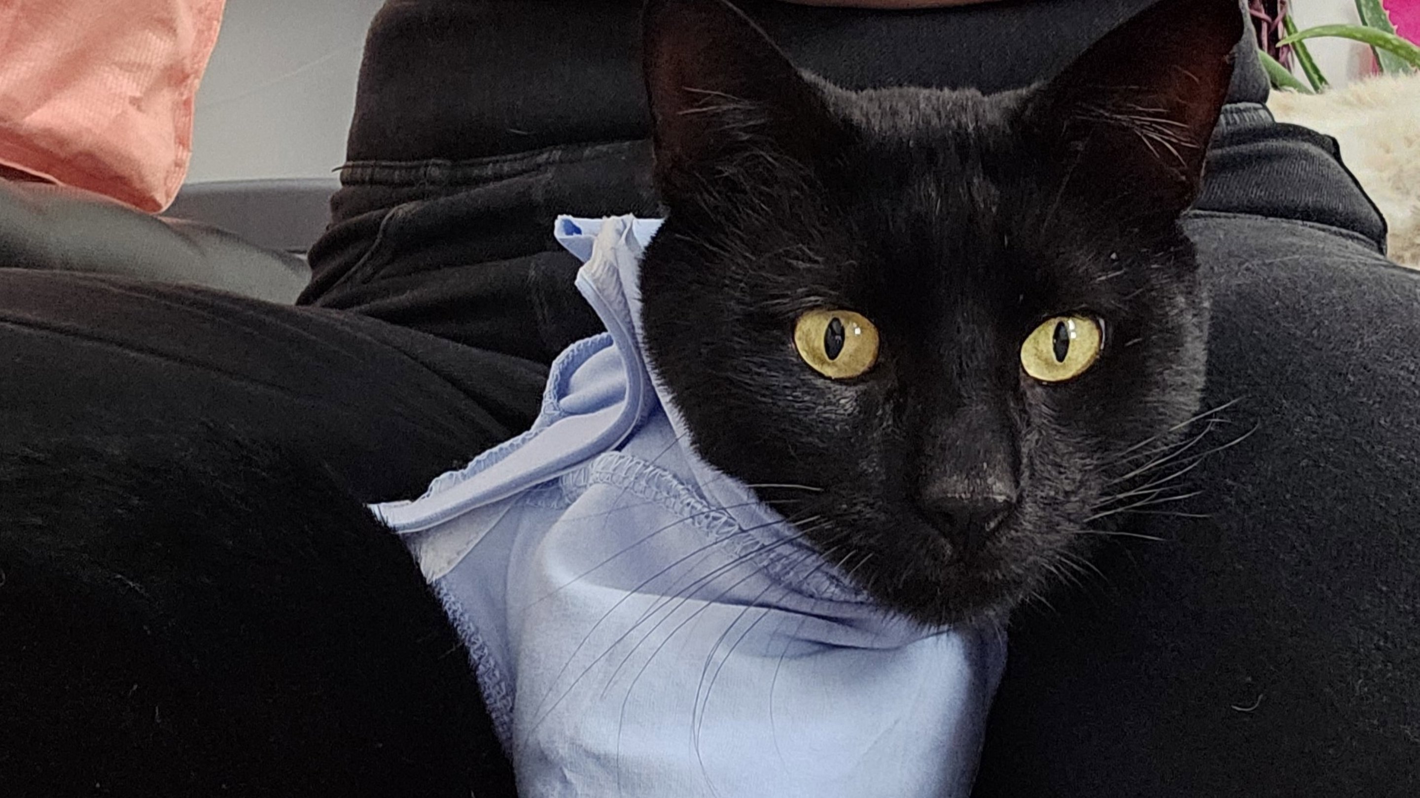 Bino Video Cover 2880X1620 C Center}